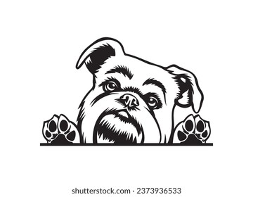 Happy Brussel griffon peeking dog. Brussel griffon dog portrait. Black and white vector illustration.