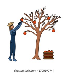 Happy Cartoon Woman Farmer In Hat And Uniform Picking Persimmon Fruit From Tree And Put In Box, Work On Farm. White Background Isolated Stock Vector Illustration