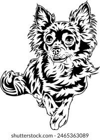 A happy chihuahua is lying down. Vector outline illustration without background