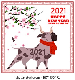 Happy Chinese 2021 new year greeting card. Year of the ox. Cute bull with red scarf and blooming tree flowers. Chinese zodiac symbol traditional holidays cartoon character. Vector illustration poster