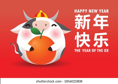 Happy Chinese New Year 2021 greeting card the year of the ox, Little ox holding mandarin orange, cute cow Cartoon poster isolated vector illustration, Translation: Chinese New Year