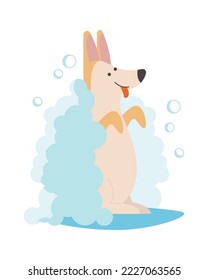 Happy corgi flat icon Dog bathe Care and love