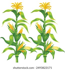 happy corn cartoon Maize Seed with Corn Plant with Cobs


