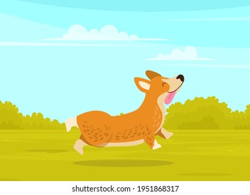 Happy cute corgi dog is walking in green summer park background. Funny ginger puppy with short paws