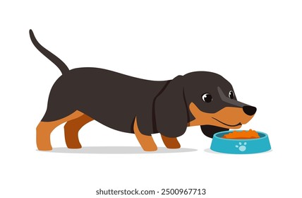 happy cute dachshund dog with good quality and design