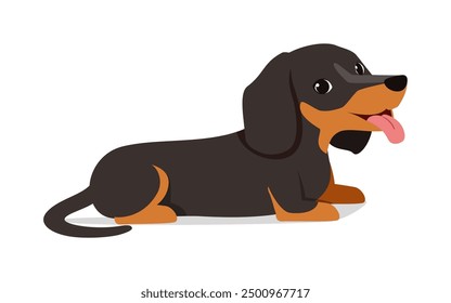 happy cute dachshund dog with good quality and design