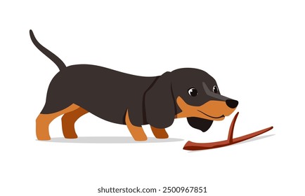 happy cute dachshund dog with good quality and design