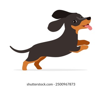 happy cute dachshund dog with good quality and design