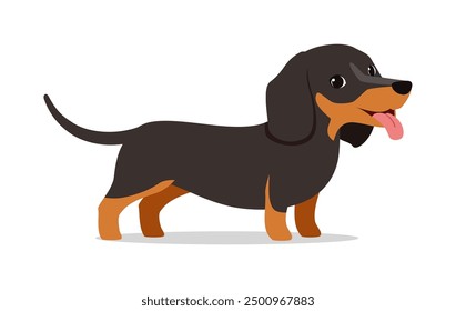 happy cute dachshund dog with good quality and design