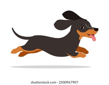 happy cute dachshund dog with good quality and design