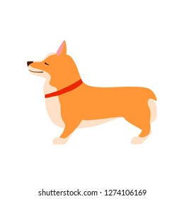 Happy cute dog. Welsh Corgi. Puppy performs the command to stand up. Flat vector illustration.