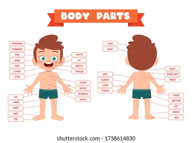 Royalty-free Happy cute kid boy body part anatomy #1738614836 Stock