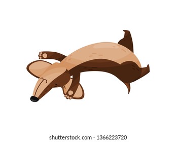 Happy dachshund with bone on white background.