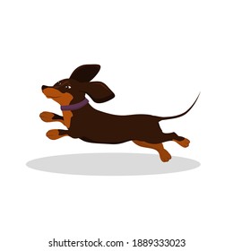  happy dachshund dog jumping on a white background