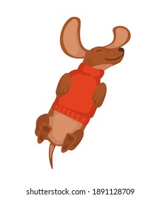 Happy dachshund dog lies on his back in a sweater. Cute characters for festive decoration. Isolated Character