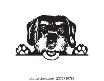 Happy Dachshund peeking dog. Boxer dog portrait. Black and white vector illustration.