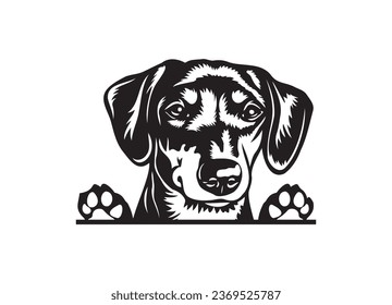 Happy Dachshund peeking dog. Dachshund portrait. Black and white vector illustration.