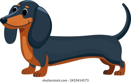 Happy dachshund walking or stay . Cute sausage dogs with tails up in movement, funny pet dog, simple flat vector