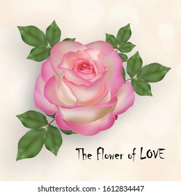 Happy valentine’s day with pink rose, the flower of love, on color background for greeting cards, banner, web..