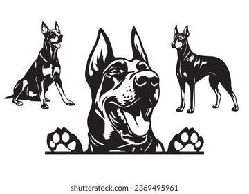 Happy Doberman Pinscher peeking dog. Doberman portrait. Black and white vector illustration.