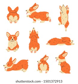 Happy dog a Welsh Corgi.