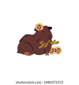 Happy domestic cavy eating flowers. Crested guinea pig chewing dandelion leaves. Cute rodent, fluffy pet tasting wildflowers, grass. Hand drawn flat isolated vector illustration on white background