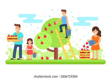 A happy family collects apple crops. Father, mother, son and the youngest daughter are collecting apples in the garden. Vector illustration. Joint work makes the family a solid and cohesive one.