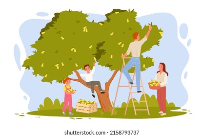 Happy Family Of Farmers Picking Pears In Orchard Together. Cartoon Young Woman Holding Fruit Basket, Man Standing On Ladder, Boy And Girl Help Parents Flat Vector Illustration. Harvest Concept