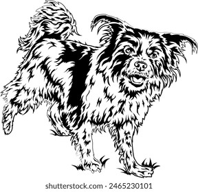 A happy fluffy dog runs on the grass, plays in the yard. Vector outline illustration without background