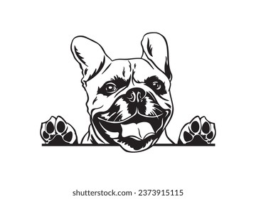 Happy french bulldog peeking. French bulldog portrait. Black and white vector illustration.