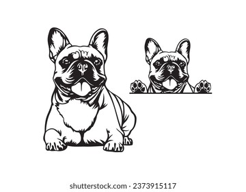 Happy french bulldog peeking. French bulldog portrait. Black and white vector illustration.