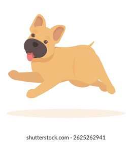 Happy french bulldog running with tongue out on white background