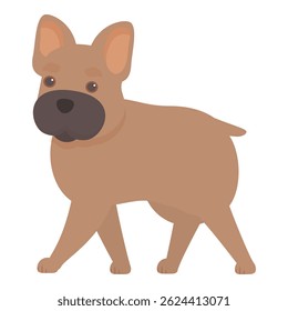 Happy french bulldog walking with its short legs