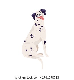 Happy friendly dalmatian sitting with tongue hanging out. beautiful black-spotted dog. Smiling doggy. Colored flat vector illustration isolated on white background