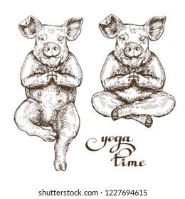 happy funny pig set poses yoga time drawing style engraving vector