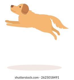 Happy golden retriever jumping in the air, isolated on white