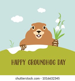 Happy groundhog day card. Holiday winter and spring banner rodent february spring flower snowdrop clouds woodchuck, cute shadow cartoon vector illustration, hole fun. Character animal mammal