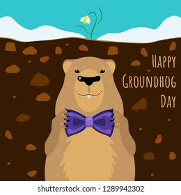 Happy Groundhog Day design with cute cartoon marmot  sitting in the burrow preparing for a meeting of spring and tie a bow tie by his paws, waiting when warms is comming. Flat snowdrop above ground.