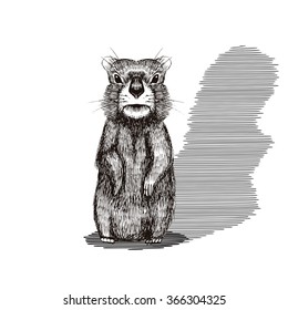 Happy Groundhog Day Design With Cute  Hand Drawn  By Pen Groundhog. Engraving Illustration.