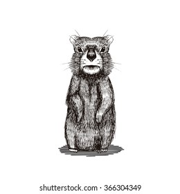 Happy Groundhog Day Design With Cute  Hand Drawn  By Pen Groundhog. Engraving Illustration.