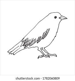 Happy Halloween. Raven bird sitting - vector illustration, logo, emblem black and white, one color. Drawing lines. Halloween design element.