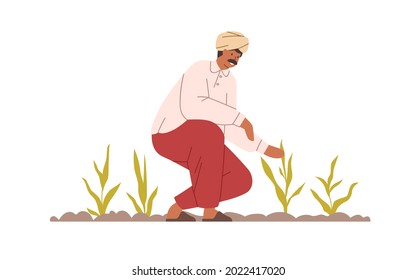 Happy Indian farmer working on organic agriculture field. Smiling farm worker on plantation in India. Man in turban on land with growing plants. Flat vector illustration isolated on white background