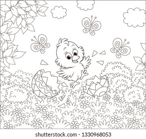 Happy just hatched little chick dancing over shells of a colored Easter egg on grass among flowers on a sunny spring day, black and white vector illustration in a cartoon style for a coloring book