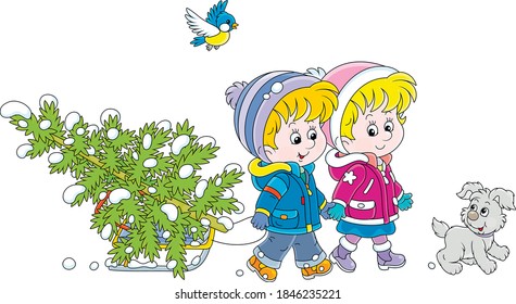 Happy little kids carrying a snowy fir tree on a small sled to decorate it to Christmas, vector cartoon illustration isolated on a white background
