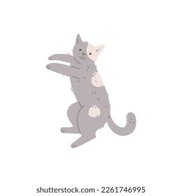 Happy lying gray with light spots cat flat style, vector illustration isolated on white background. Cute resting domestic animal, smiling pet character, decorative design element