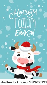 Happy New Year Russian vertical Banner for Social Media Stories. Cute cow and ox celebrating. Christmas card in a flat style. Chinese new year symbol. 2021 year. Translation: Happy OX  New Year!