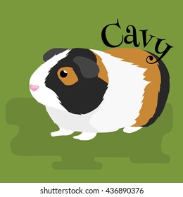 Happy Pets, home animals guinea pig on the white background