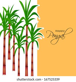 Happy Pongal, harvest festival celebration in South India with sugarcane on white and yellow background. 
