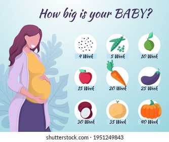 Happy pregnant woman holding hands on belly. Stages of  pregnancy. How big is your baby. Size of baby, embryo for weeks. Infographics. Colorful vector illustration. Flat cartoon design.