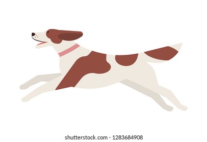 Happy running dog with patched coat. Playful cute purebred doggy or puppy isolated on white background. Funny joyful domestic animal or pet. Colorful vector illustration in flat cartoon style.